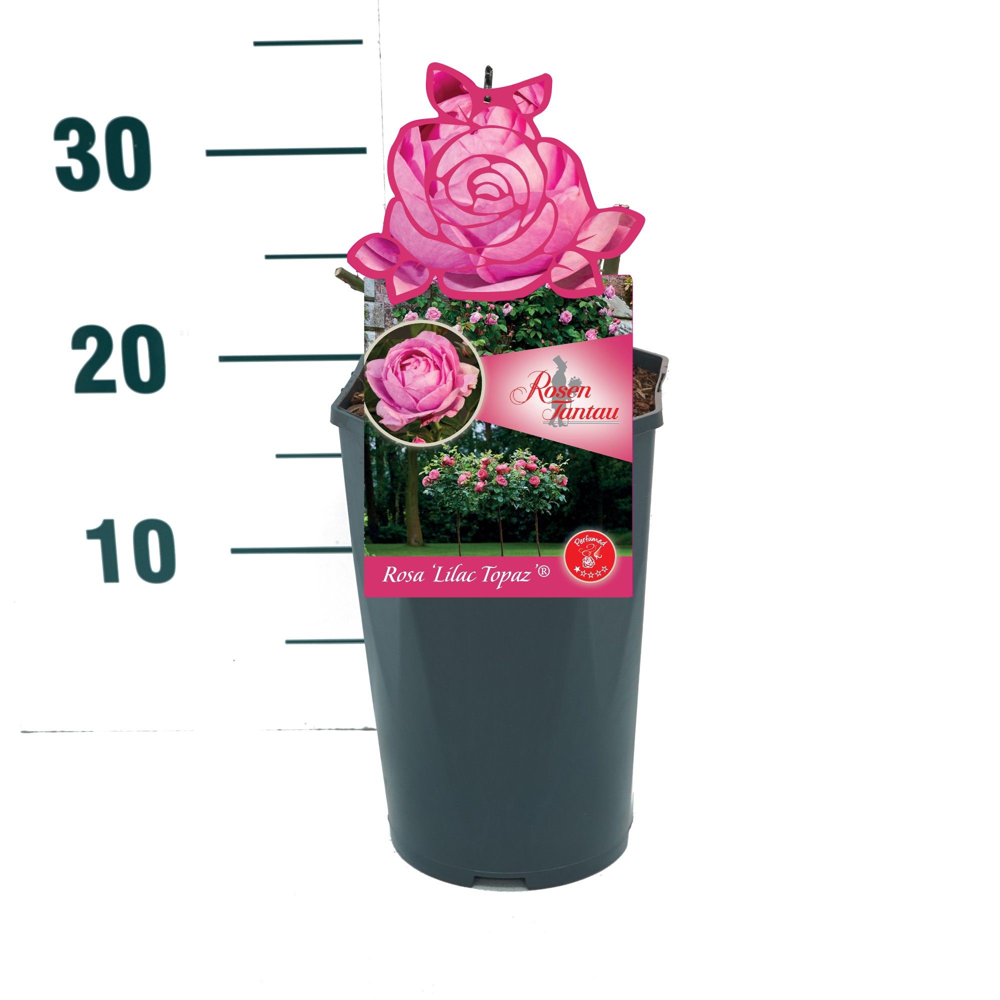 Rosa 'Lilac Topaz' - Struik - C3rp - Tantau Premium, D 19