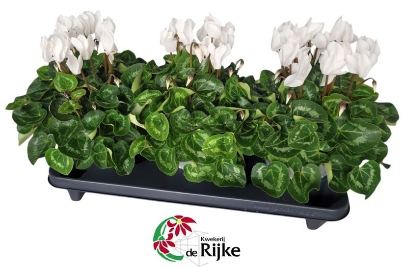 Cyclamen Super Serie XL 15 WIT, D 15 cm Cyclamen Super Serie XL 15 WIT, D 15 cm