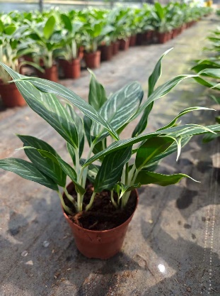 Аглаонема вайт сноу принцесса 12 26