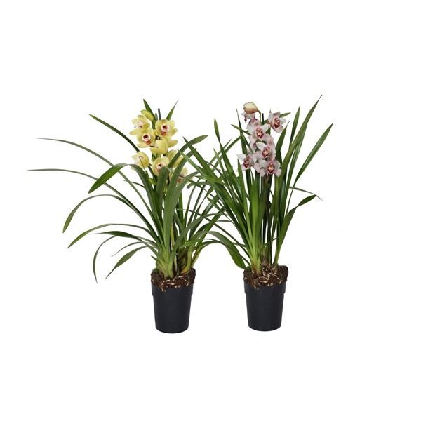 Cymbidium p14 mix 1T, D 14