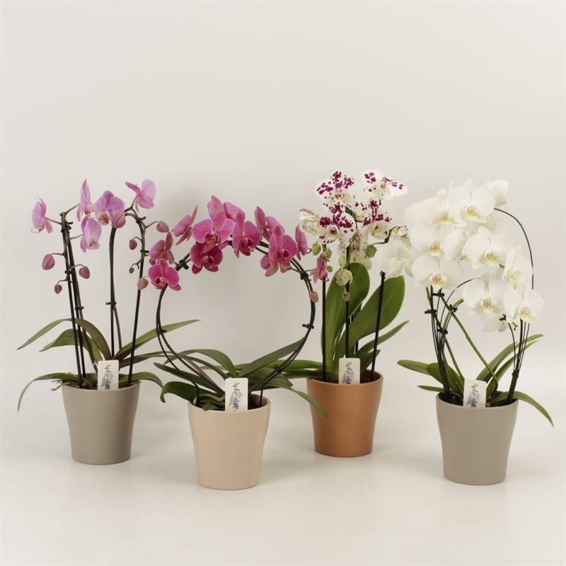 Phalaenopsis overig shapes mix in rentree keramiek, D 12 cm