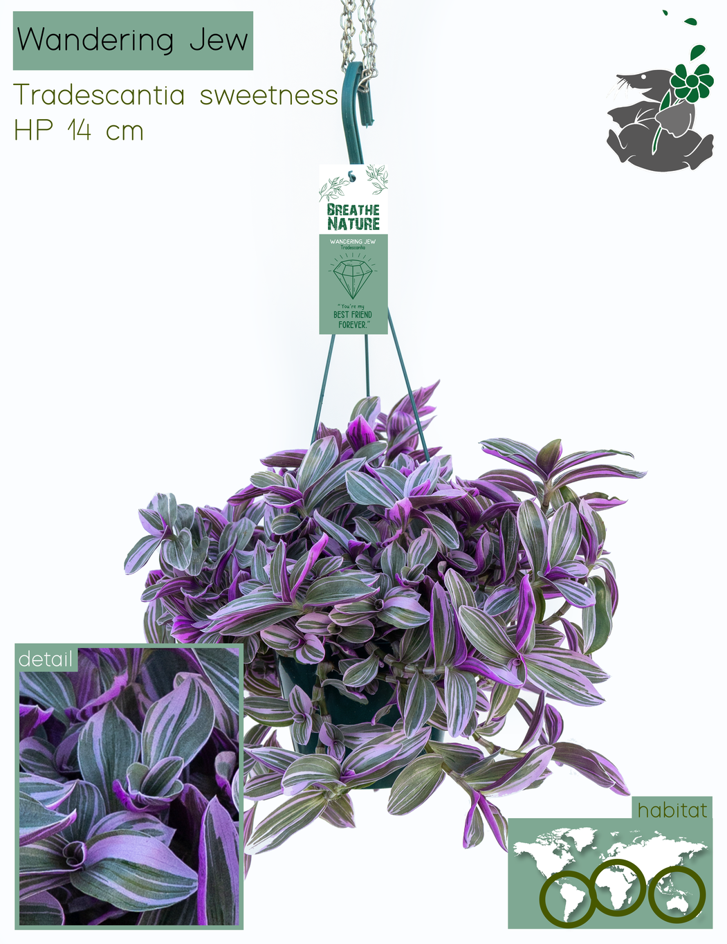 Tradescancia mix 14 cm, D 14