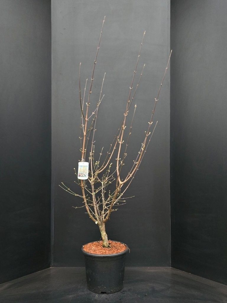 Cornus mas Jolico, D 32