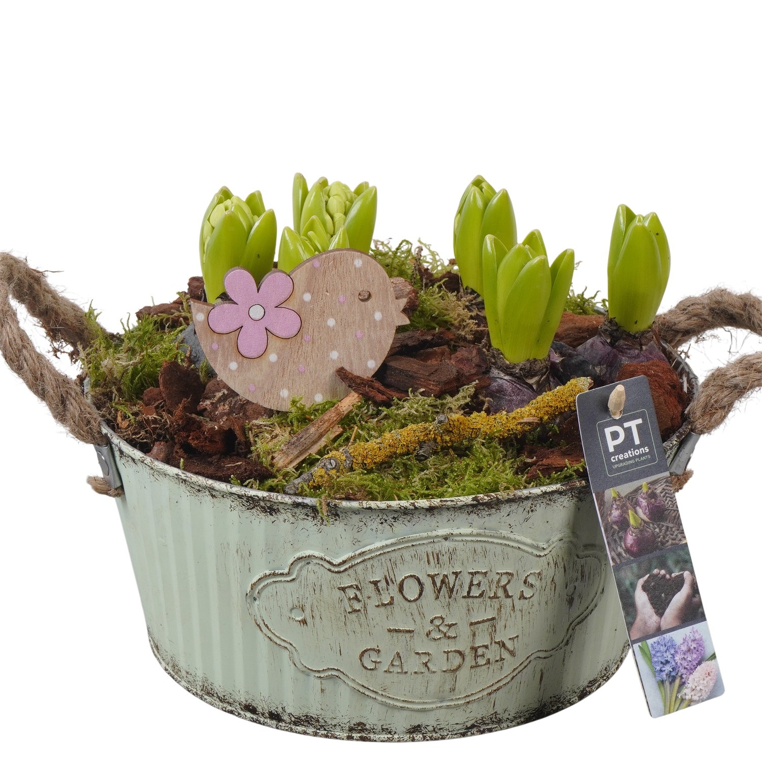 PTHC9146 Arrangement Hyacints in zink pot, D 22