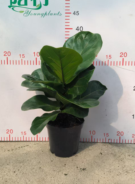 Фикус Барбие Баньян 14 40