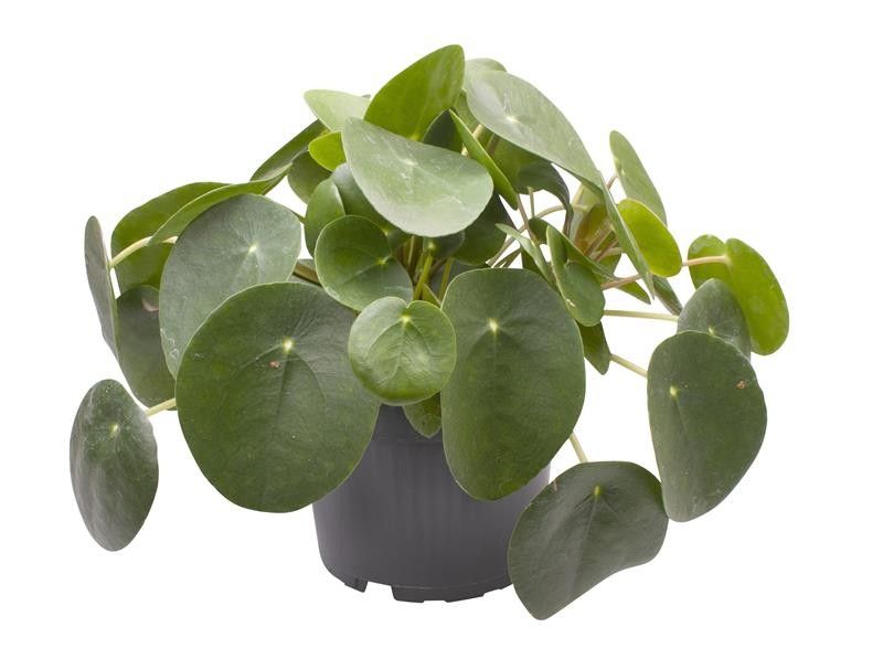 PILEA PEPEROMIOIDES, D 12