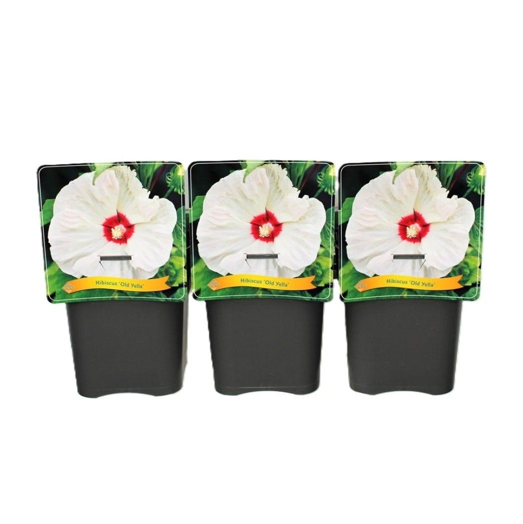 Hibiscus overig Old Yella C5, D 21