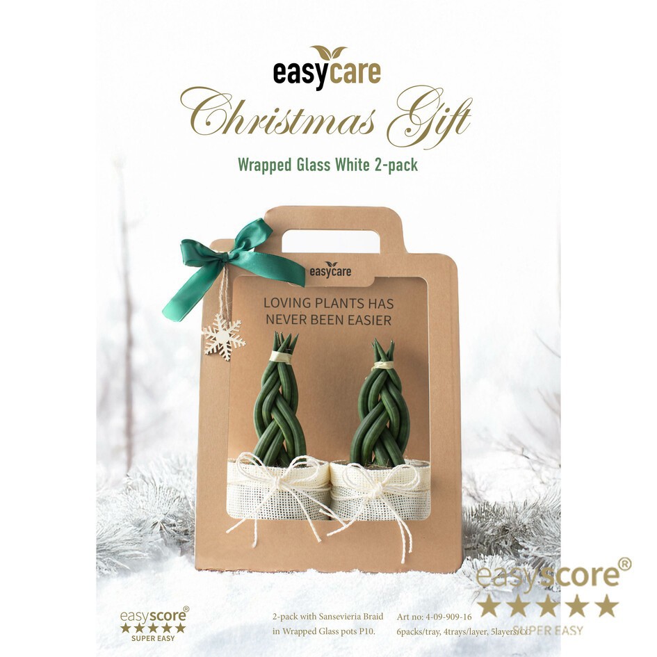 SANSEVIERIA CYLINDRICA 40990916 Christmas Wrapped gla, D 10 cm
