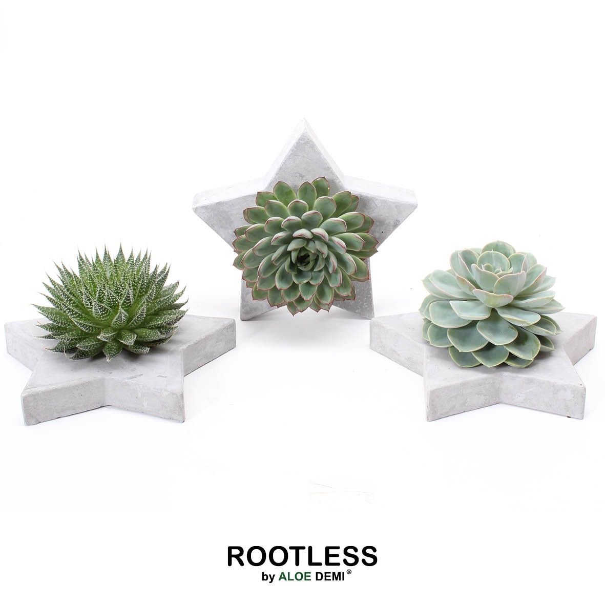 ROOTLESS Succulent, Grey star, D 20 cm