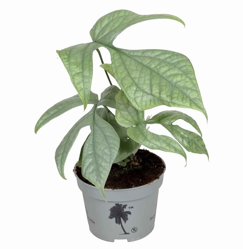 MONSTERA MINIMA 654310 MediumSilver, D 10 cm