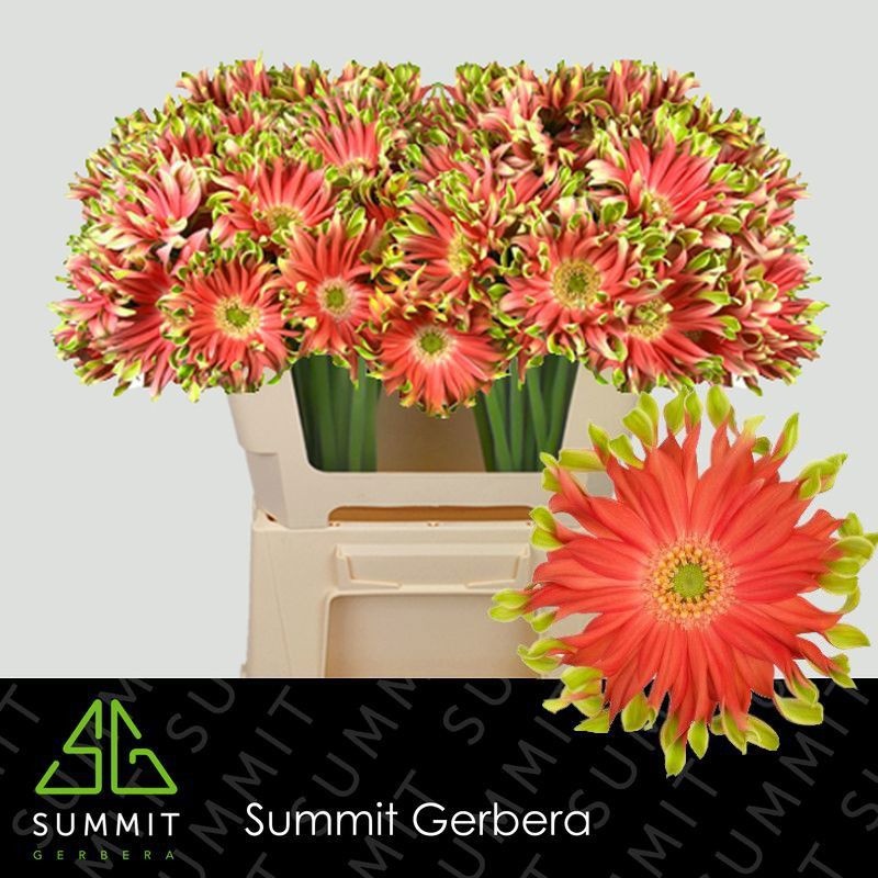 Гербера Пастини Ривелло, шт.