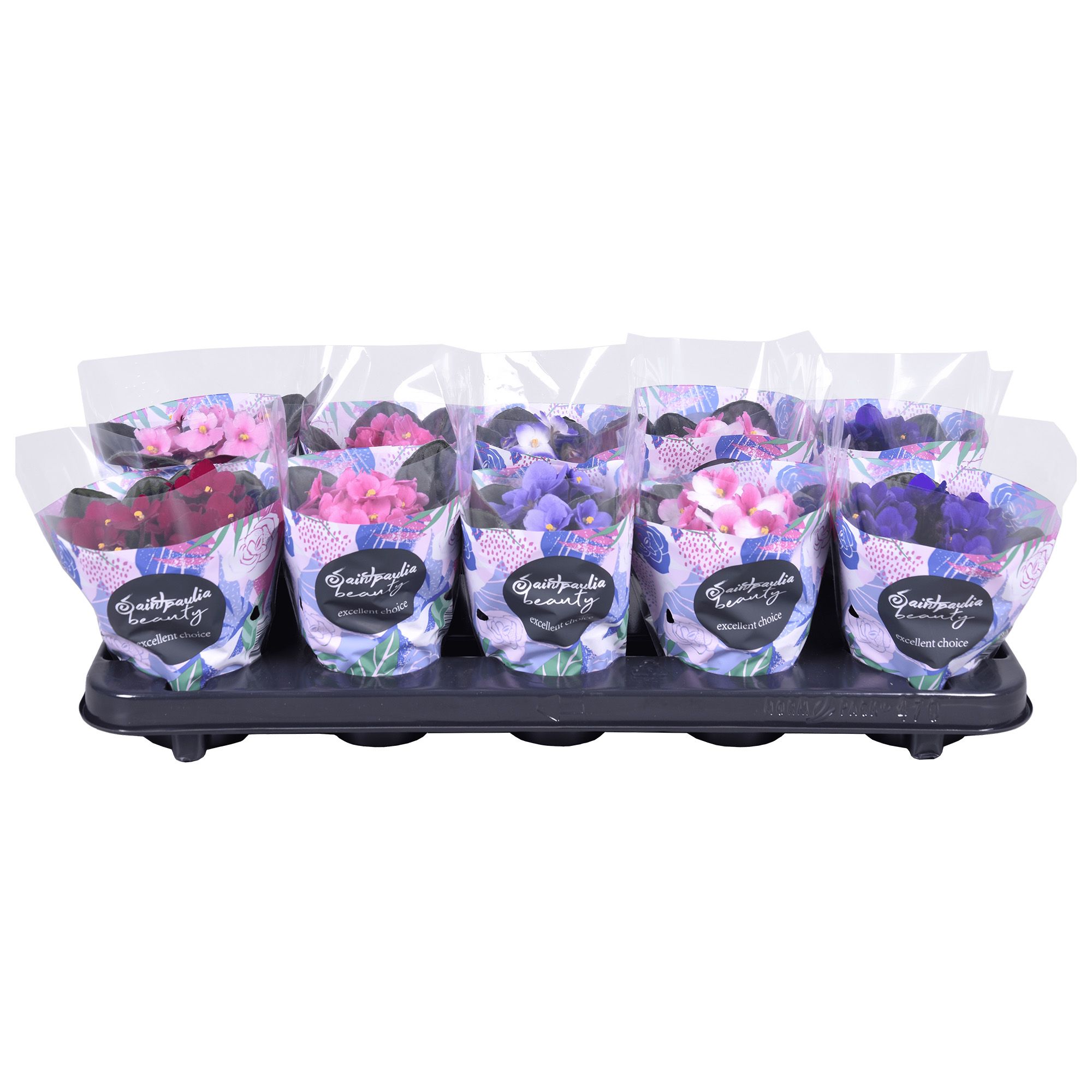 Saintpaulia P9 mix, D 9