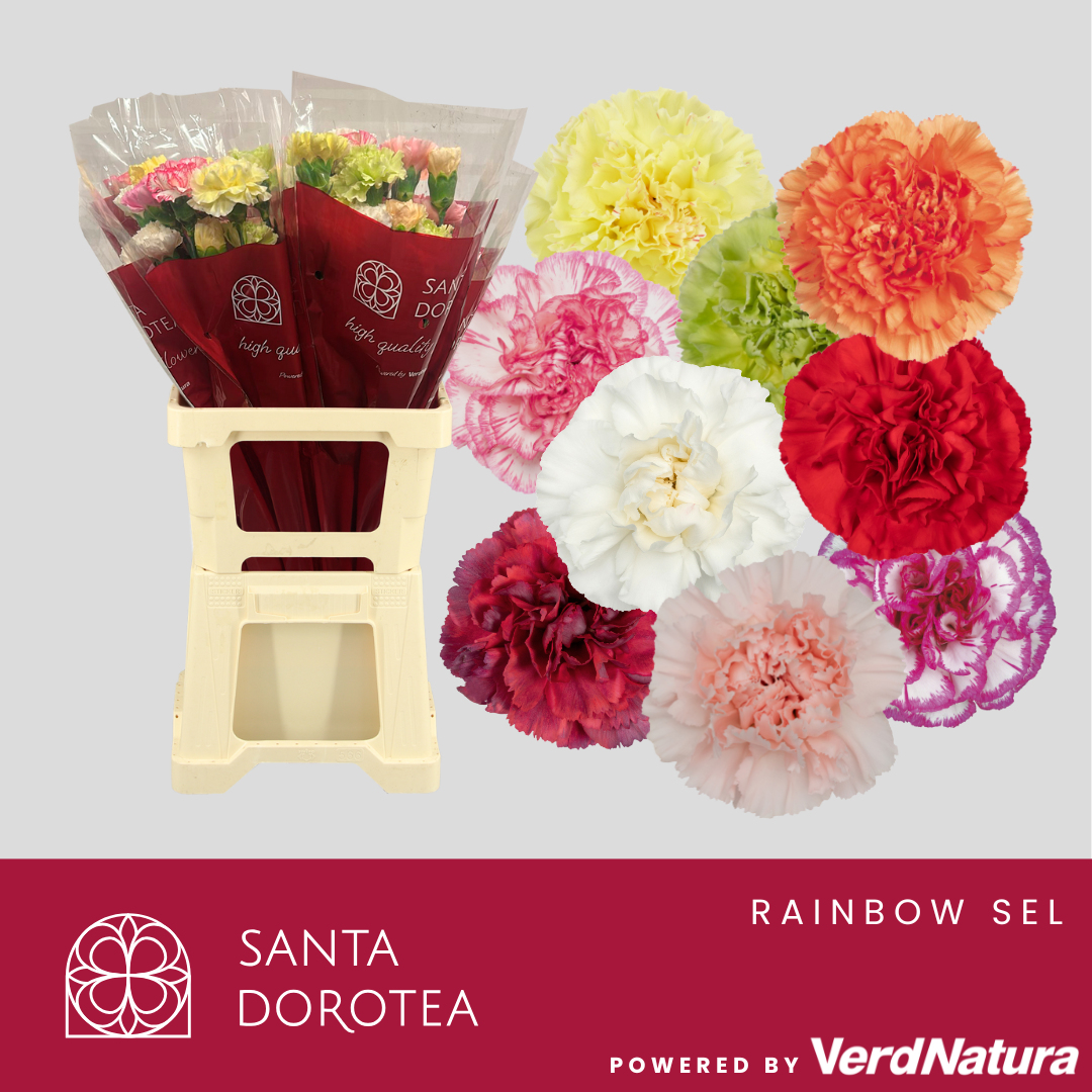 Диантус од. Микс в пачке, шт.