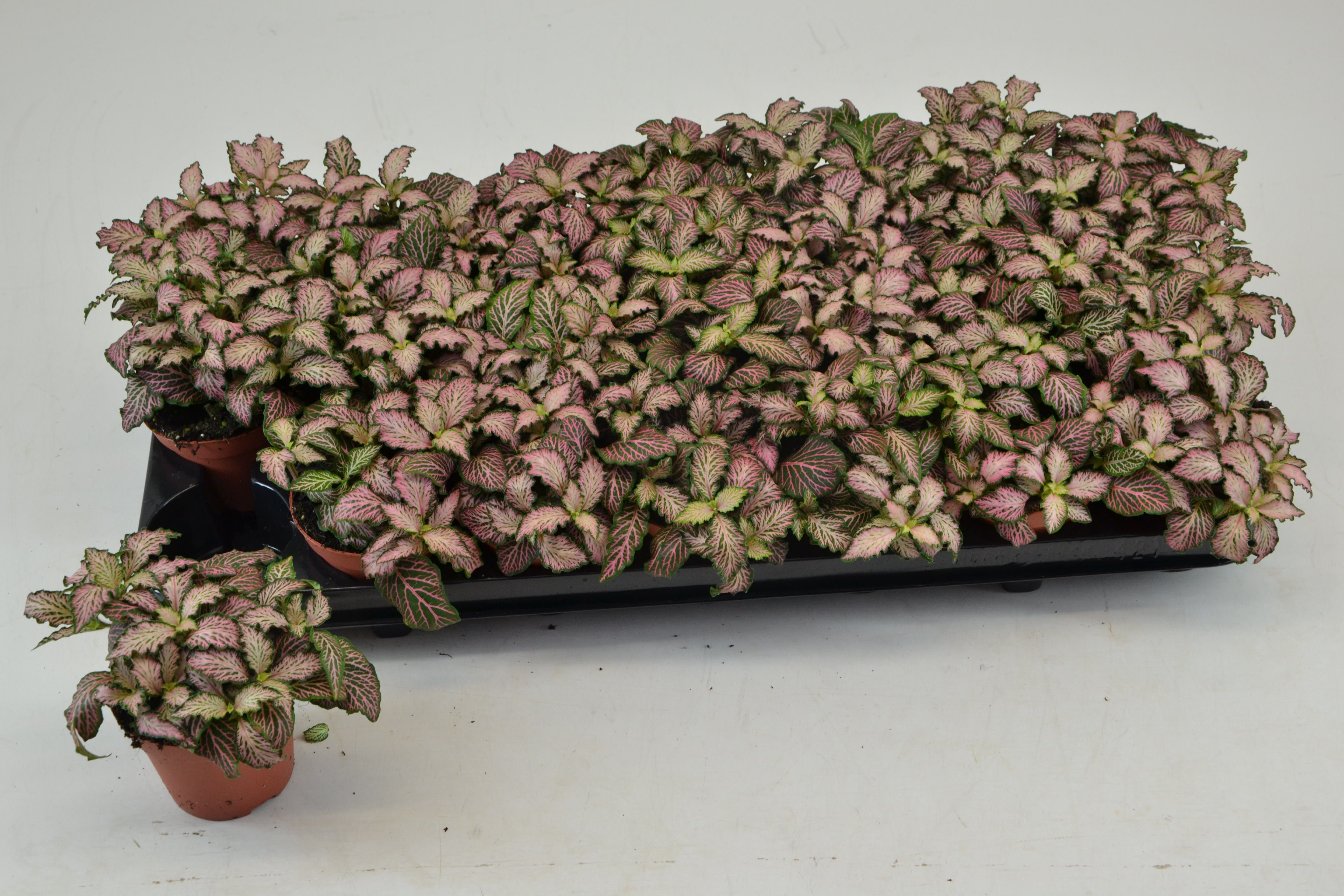 FITTONIA PINK TIGER, D 8,5