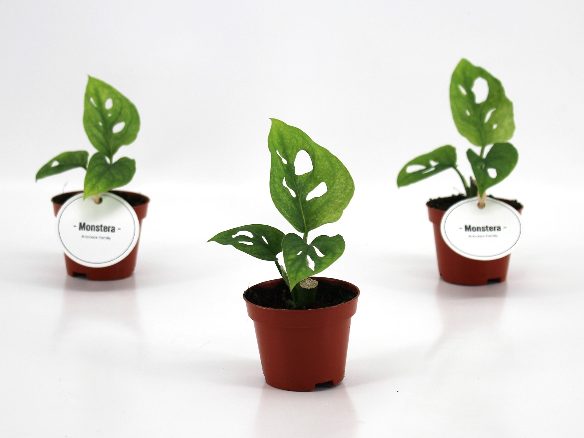 Monstera Adansonii Mint, D 6