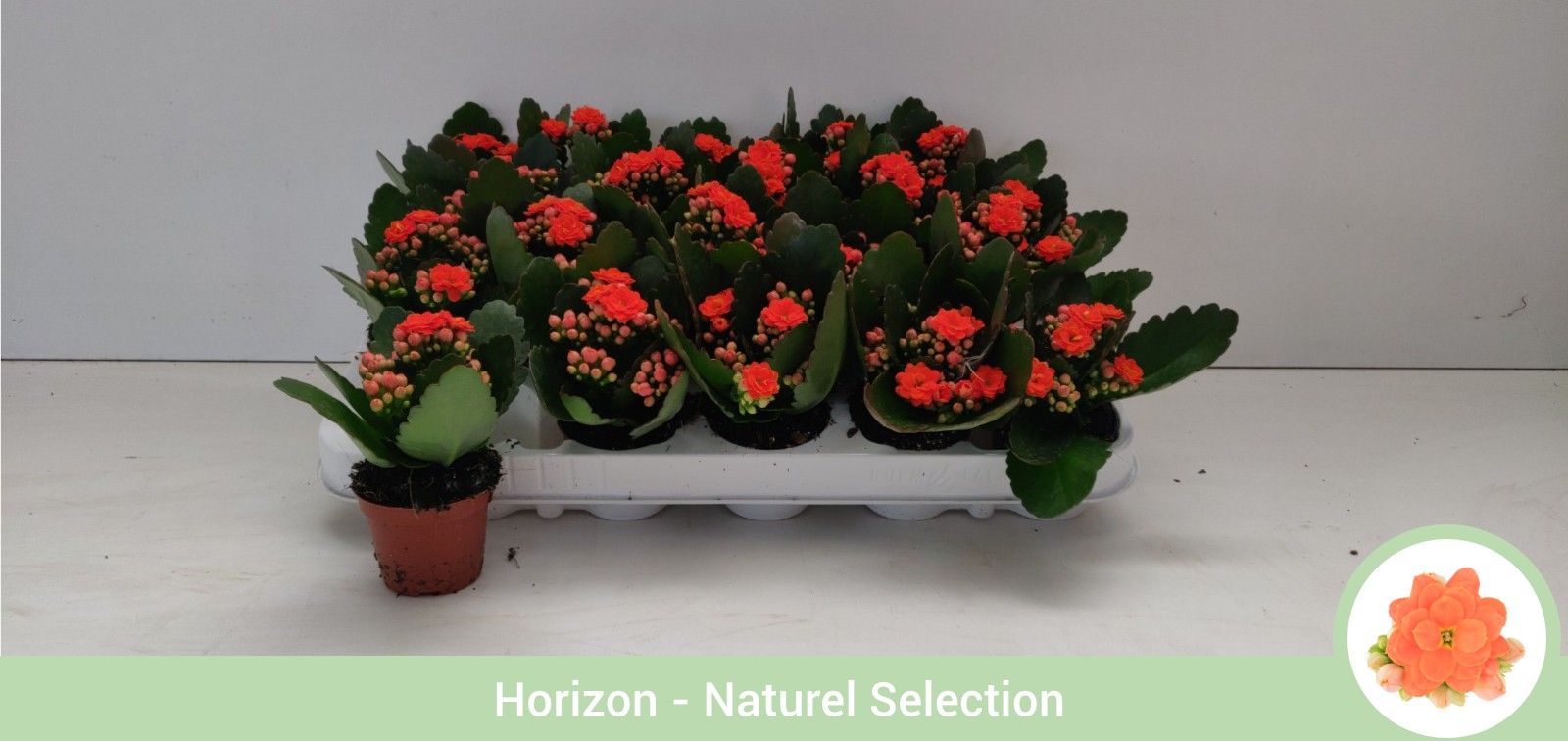 TDM P6 : Kalanchoë dubbelbloemig ORANJE - geen hoes, D 6