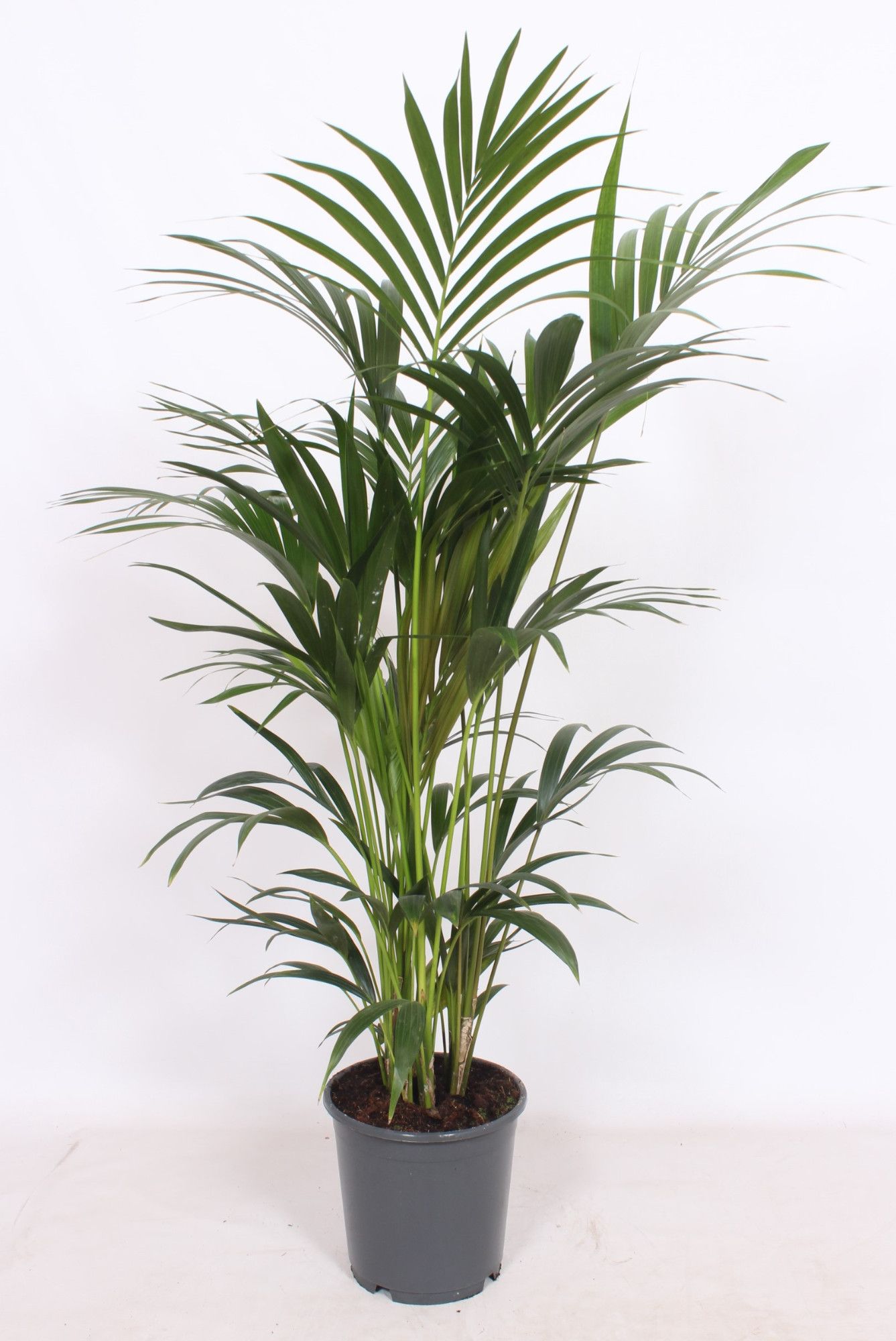 Howea forsteriana 6 per pot, D 24