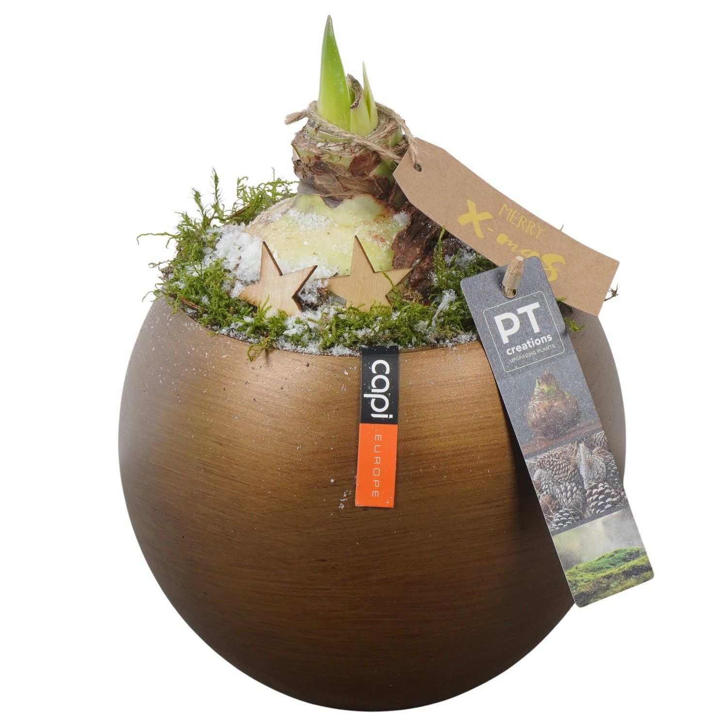 PTACH5916 Arrangement Amaryllis Christmas in capi pot, D 17 cm