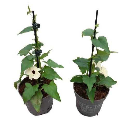 Thunbergia alata 'White Halo', D 10,5