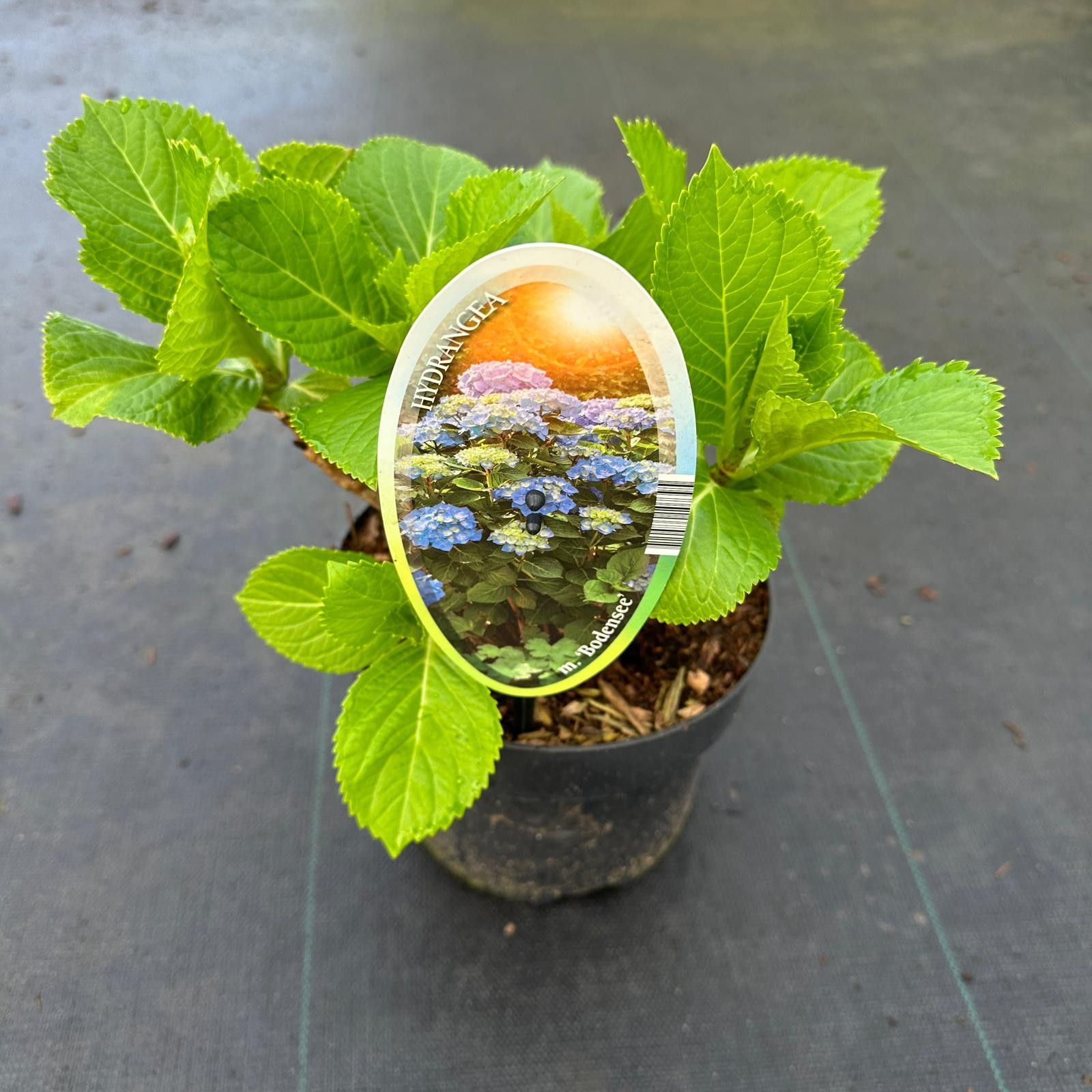 Hydrangea macr. 'Bodensee', D 17 cm