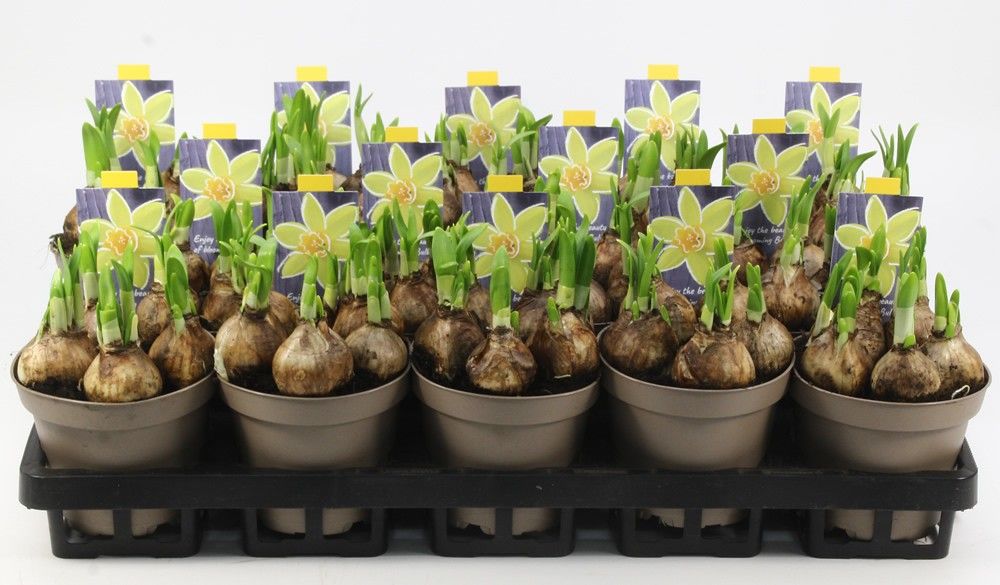 NARCIS TETE A TETE 12 Floratino, D 12