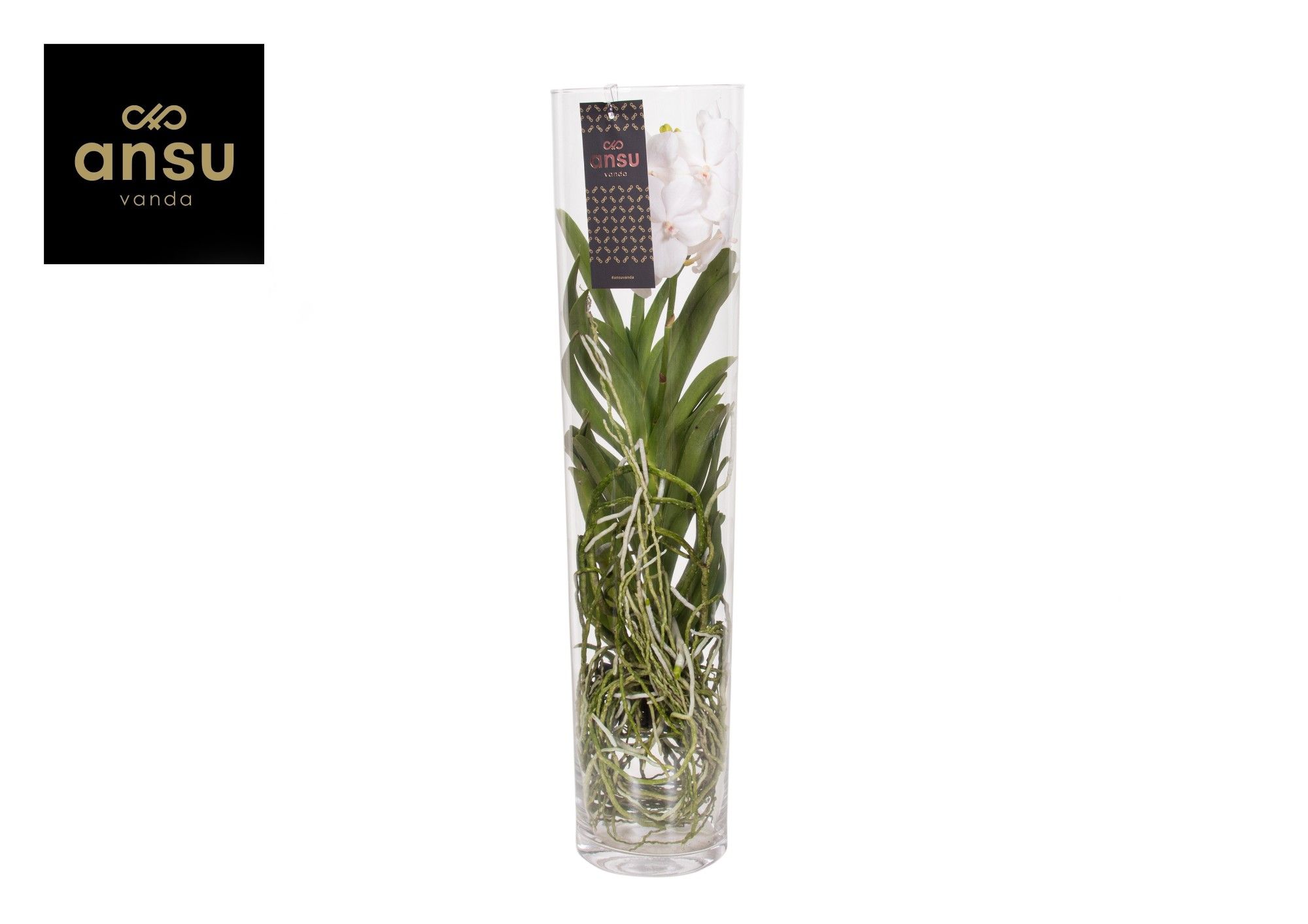 Vanda Michelle 70 White, D 17