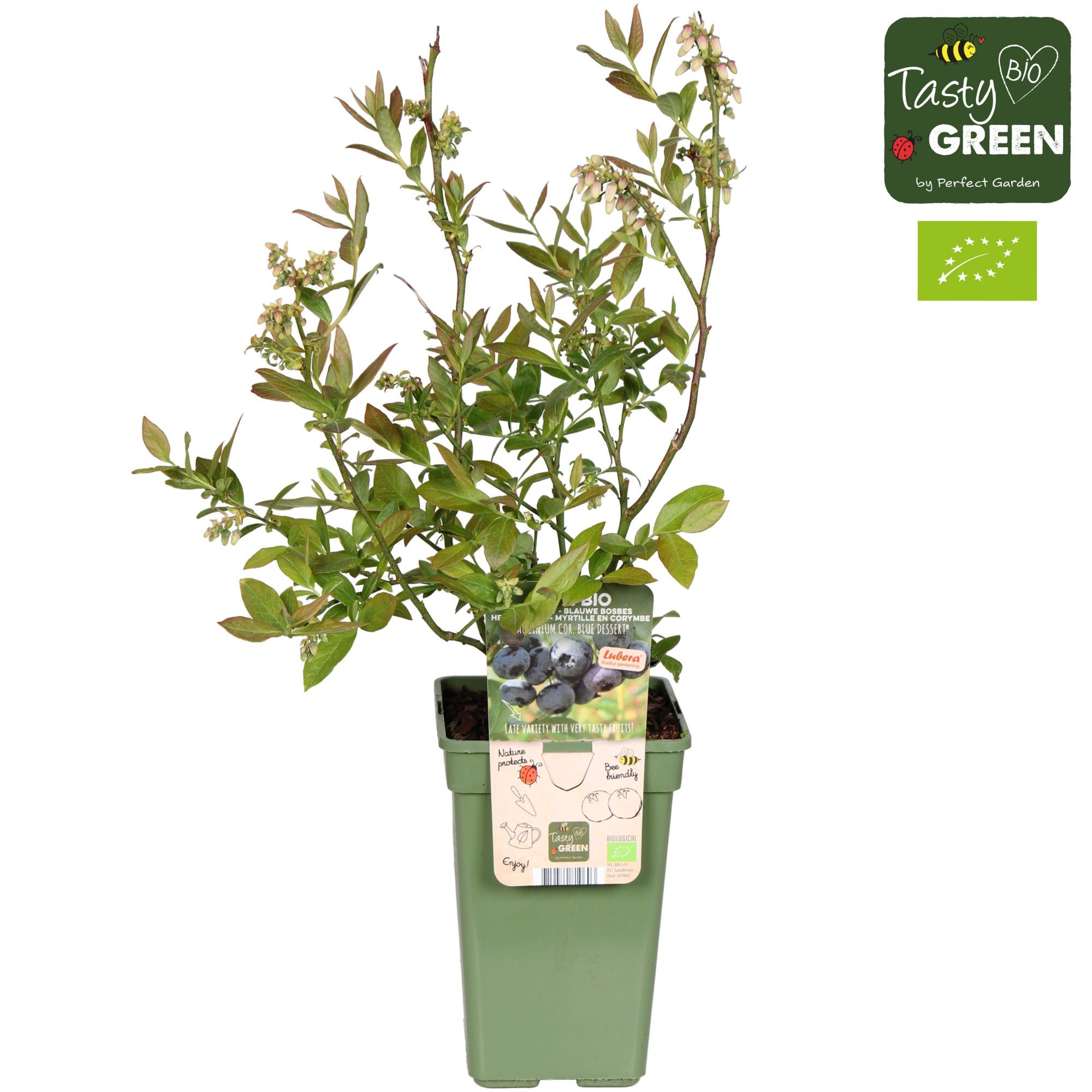Vaccinium corymbosum 'Blue Dessert'® Bio P19, D 19 cm