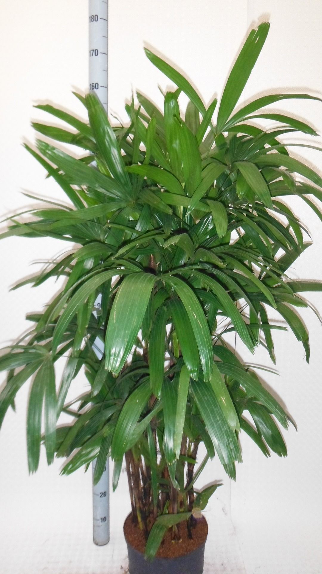 Rhapis excelsa hy, D 22
