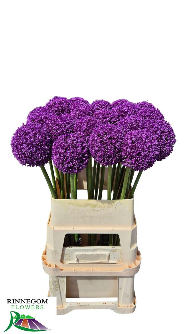 Аллиум Амбассадор 90 (фиолет.), шт.