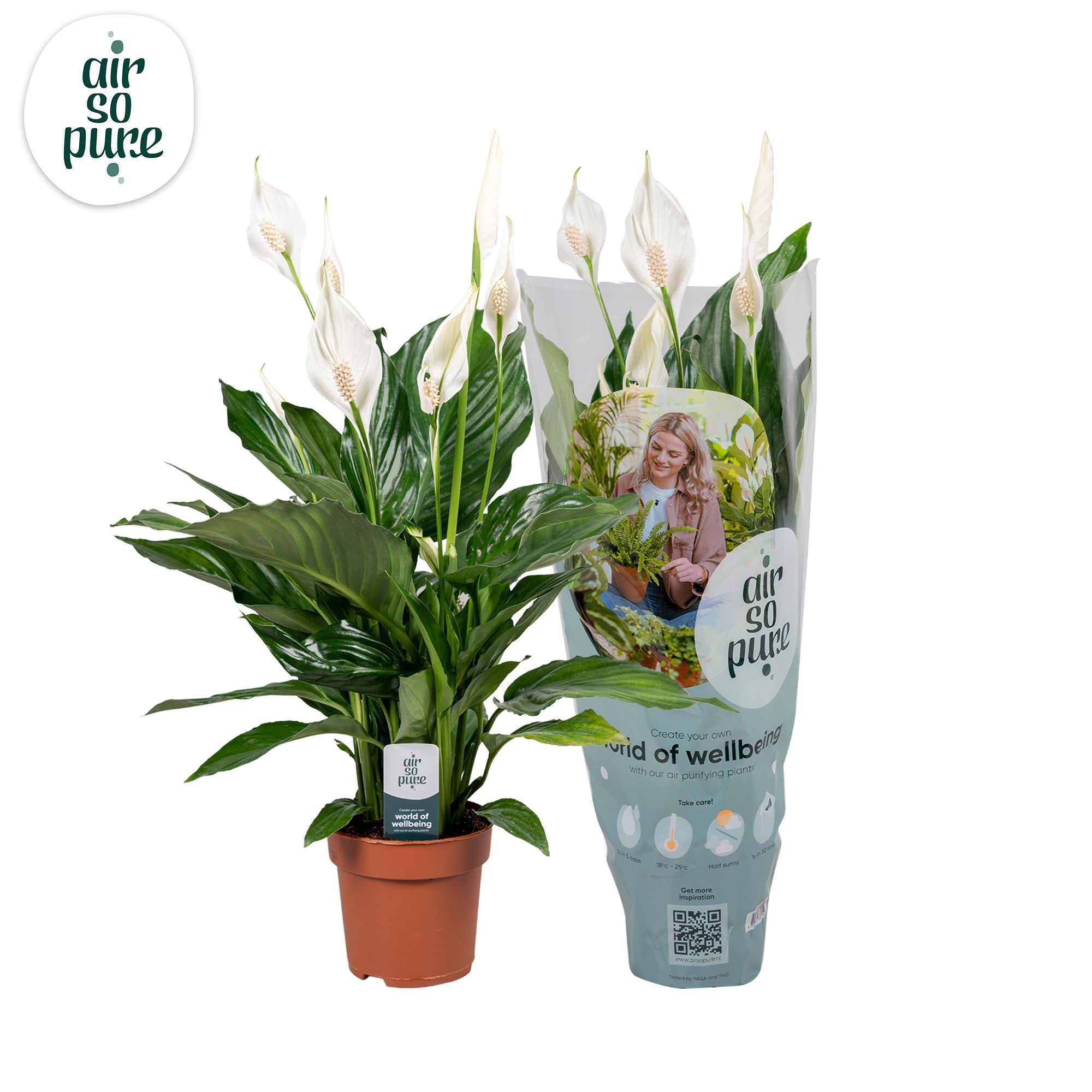 Spathiphyllum Sweet Ricardo - 13cm | Air So Pure, D 13