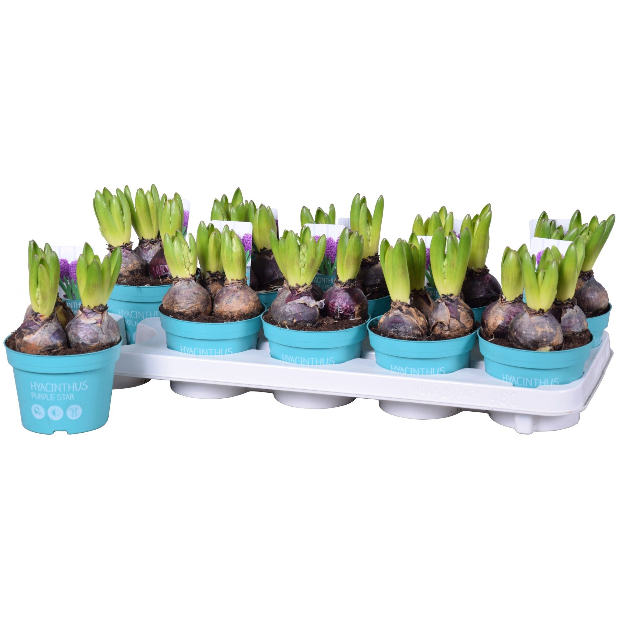 Hyacinthus Purple Sensation 'Diamond Collection' 12cm, D 12