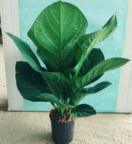 Антуриум Спешл Грейд Трежер Баул 21 90