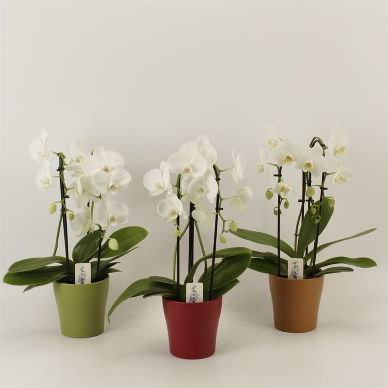 Phalaenopsis Elegant Cascade Duoboga wit in herfst keramiek, D 12 cm