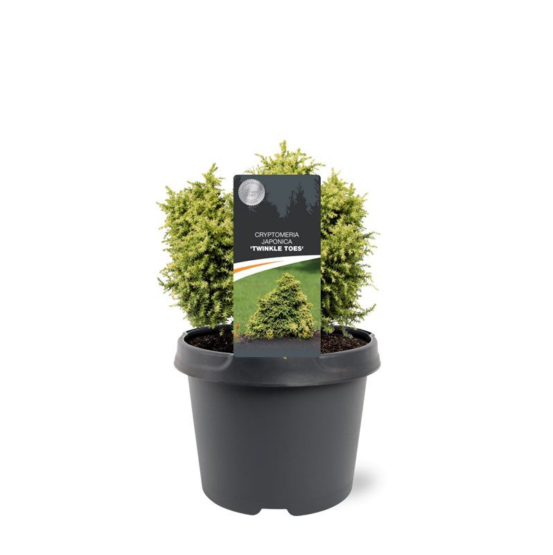 Cryptomeria japonica 'Twinkle Toes', D 19