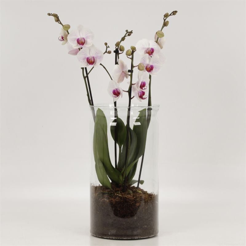 Phalaenopsis Anthura Denver 4 tak Denver in glasvaas 30 cm, D 12 cm