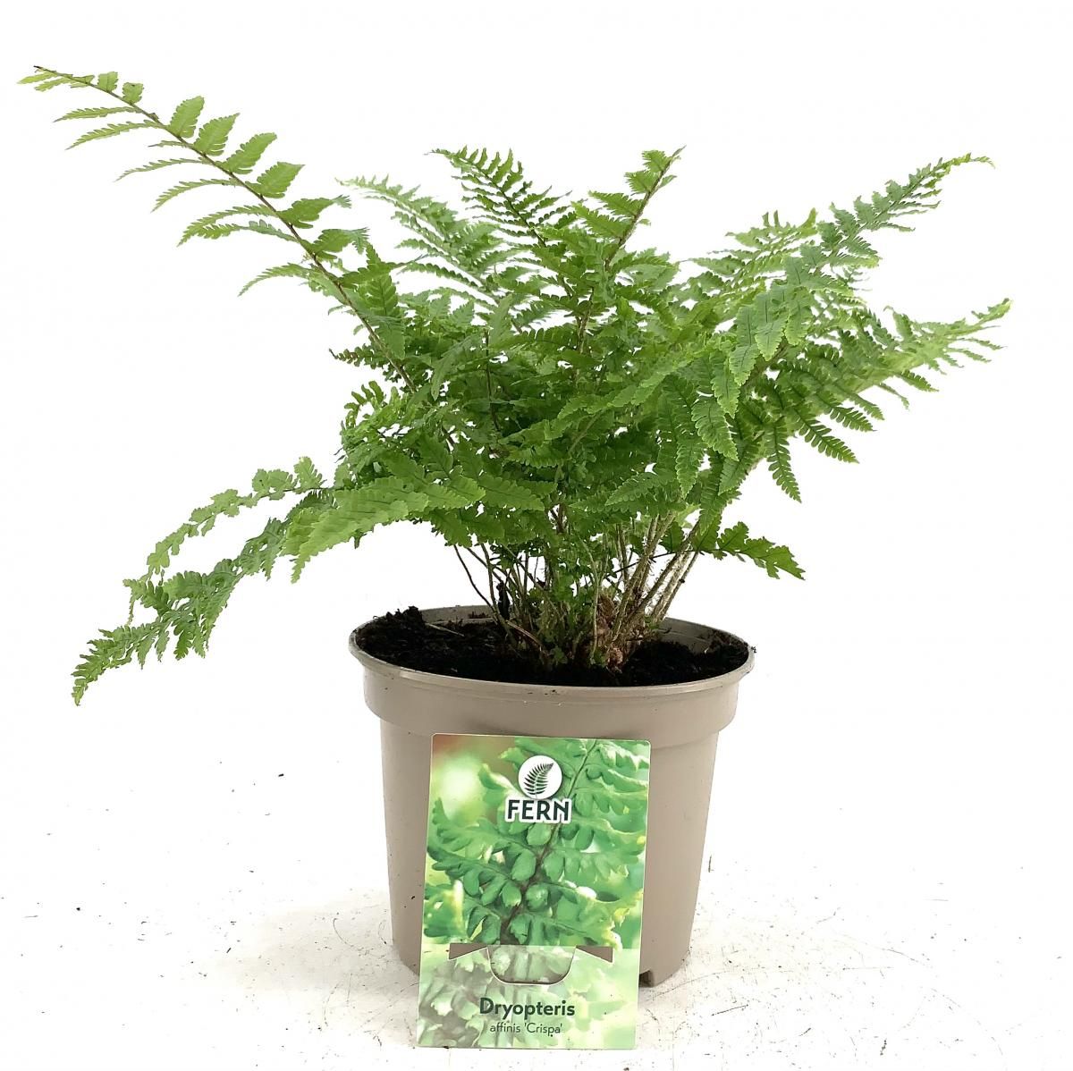 Dryopteris af. 'Crispa', D 17