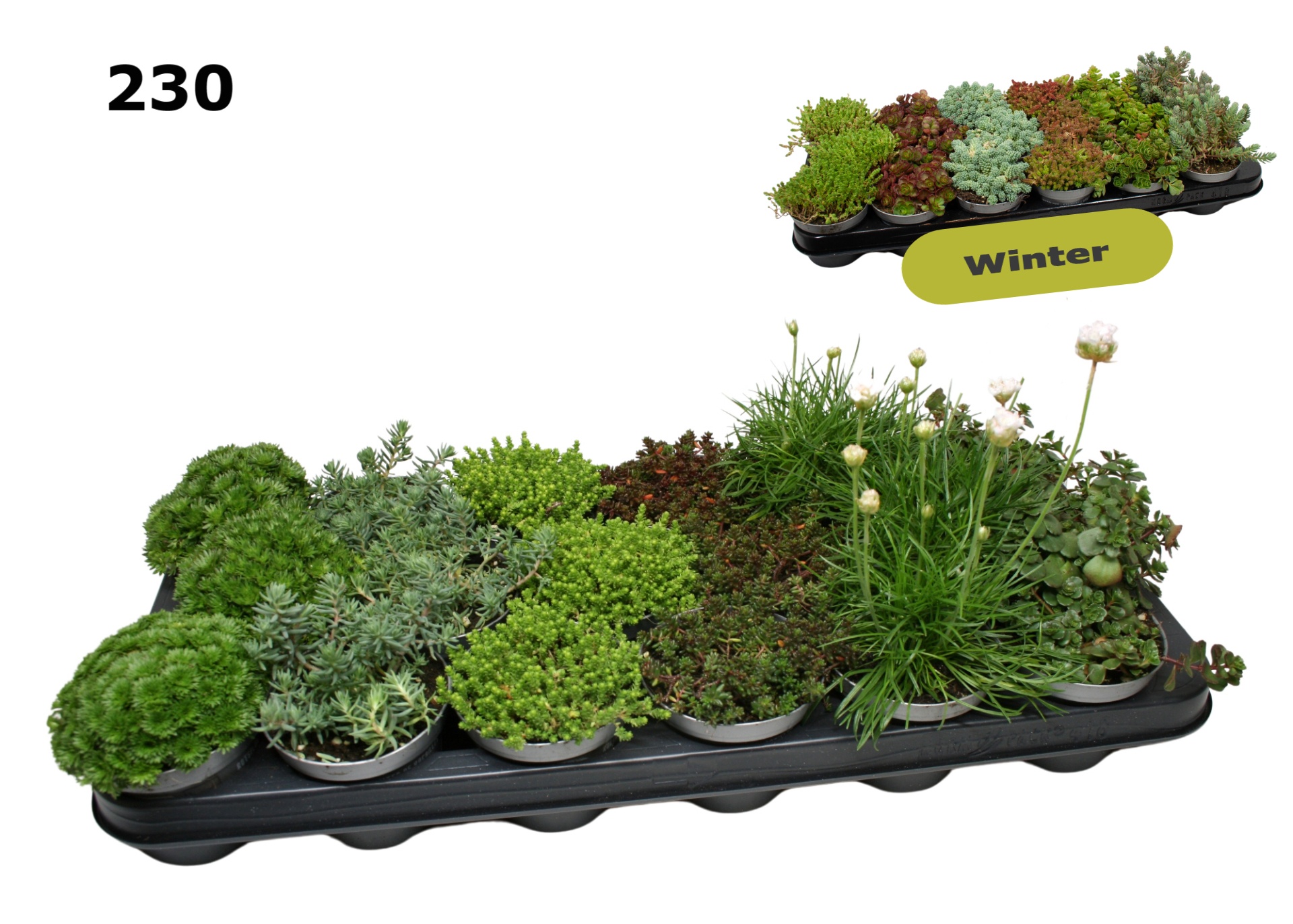 Rotsplanten 9 cm gemengd, D 9