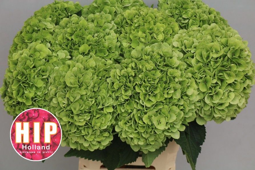 Гортензия Кэннонболл Классик 60, шт.