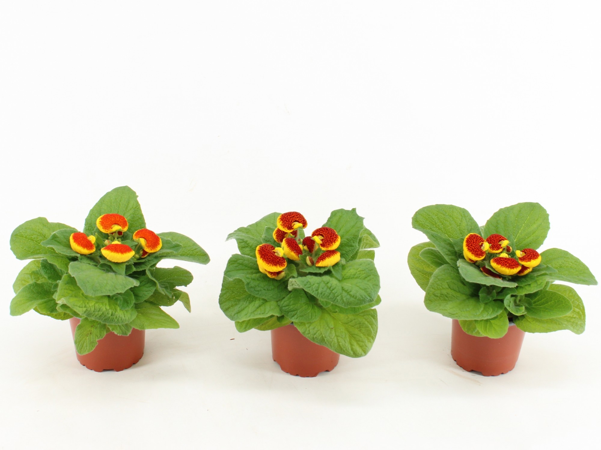 Calceolaria herbeohybrida Red-Yellow, D 10,5