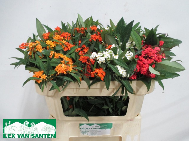 Эуфорбия куст. Микс 70, шт.