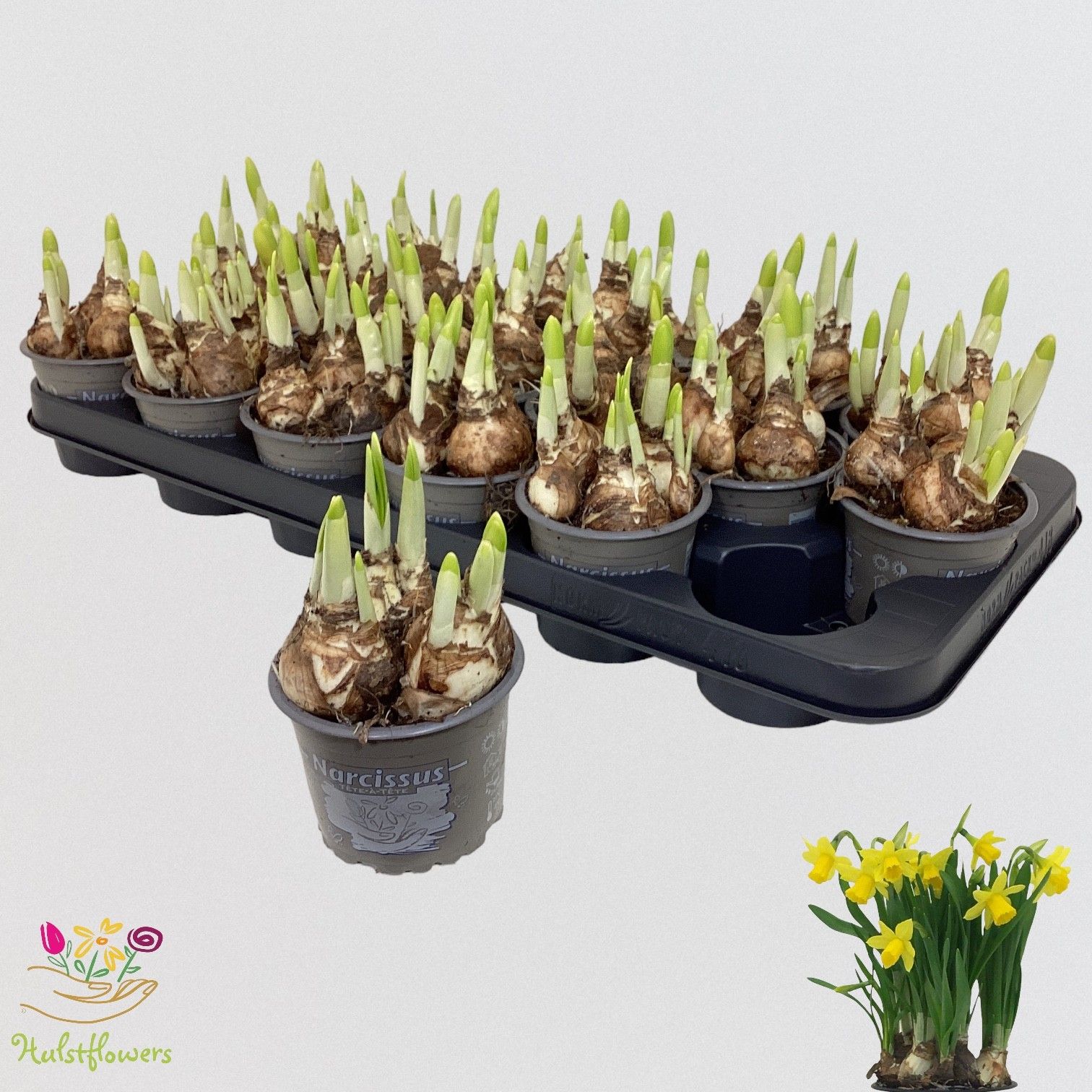 Narcis Tete-a-Tete p9, D 9