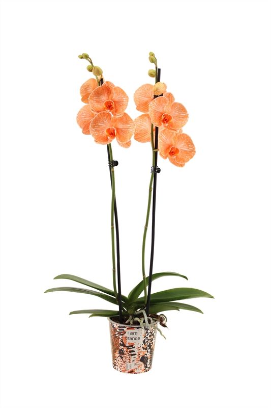 Potcover p12 I am Coloured Phal I am Orange 2T14+, D 12 cm