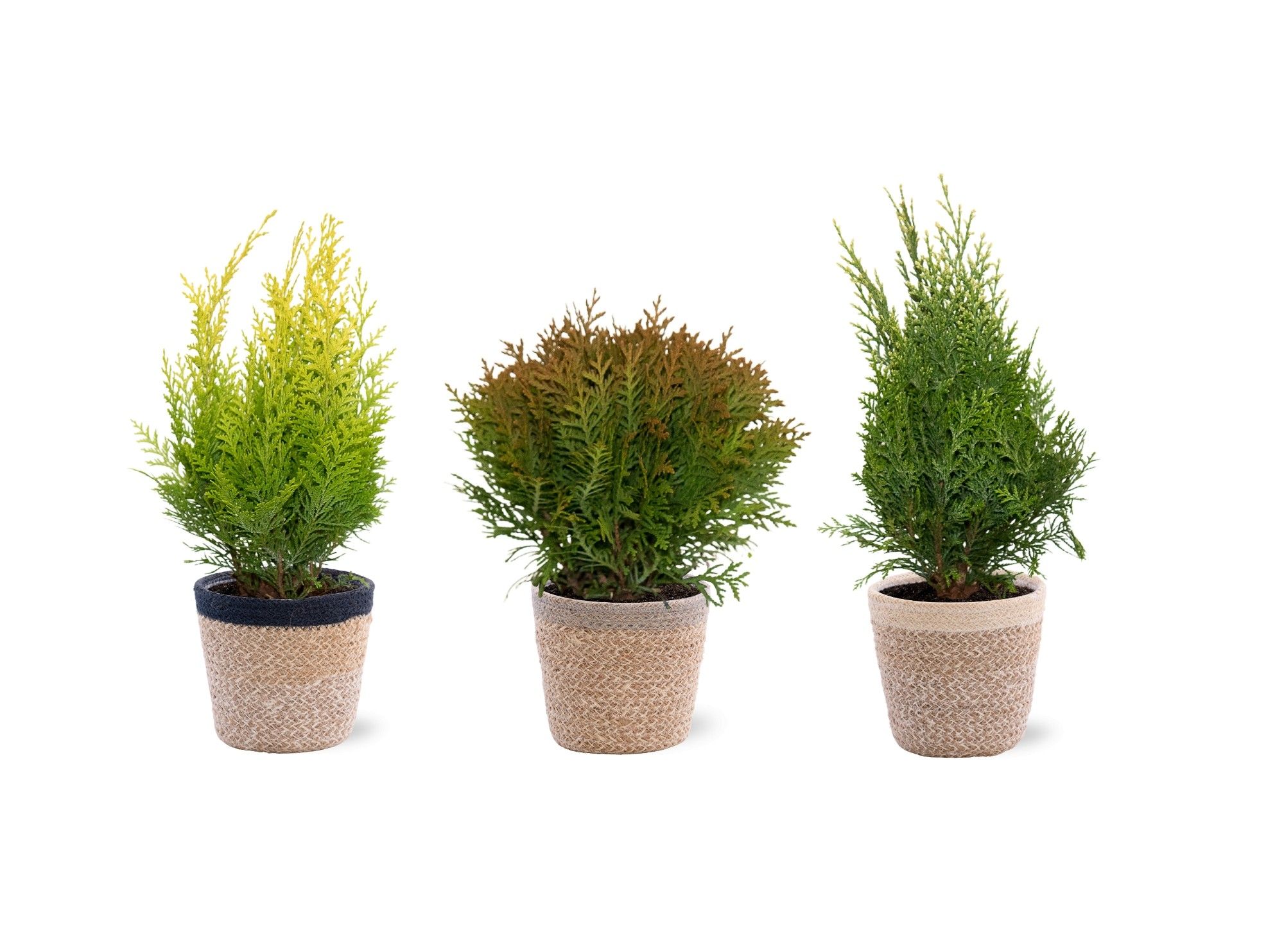 Coniferen in mand Jelle - 3 kleuren per laag, D 13