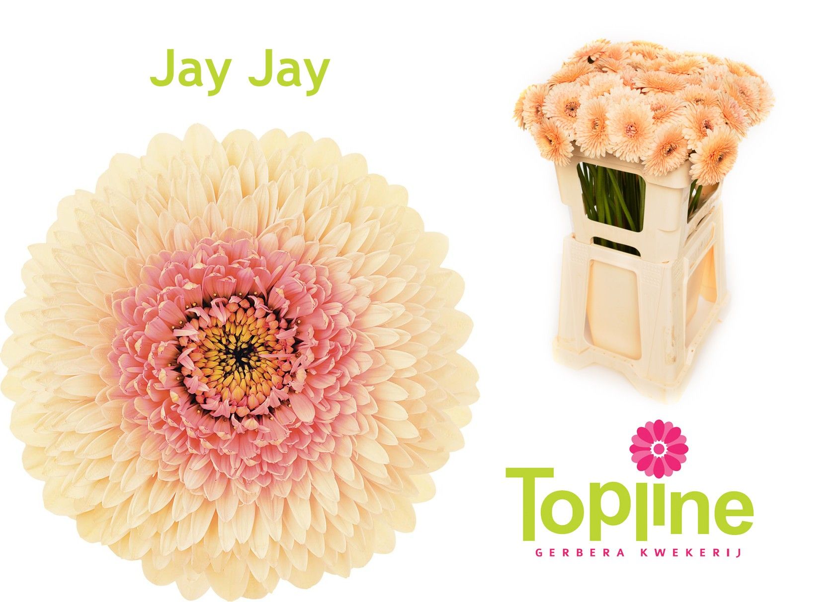 Гермини Помпон Болеро ДжейДжей (светло-роз.), шт.