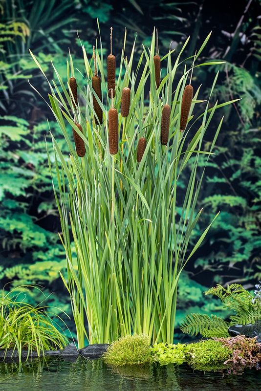 Typha latifolia, D 9