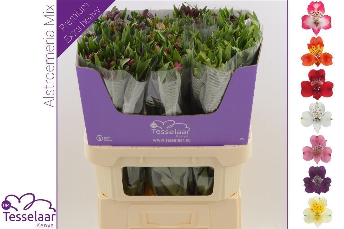 Альстромерия Микс, шт.
