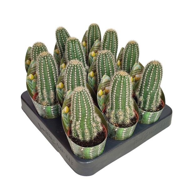 TRICHOCEREUS MULTIPROLIFERUM - POT Ø 6,5 WITH POT COVER (CACTUS), D 6,5