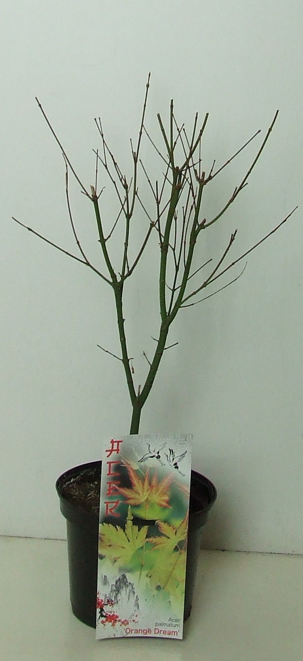 Acer palmatum 'Orange Dream' P19, D 19