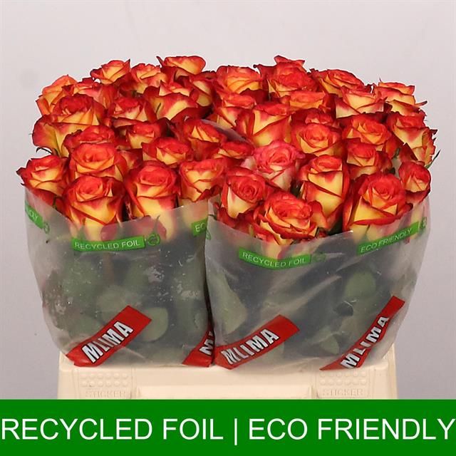 Роза од. Фаефокс 40, шт.