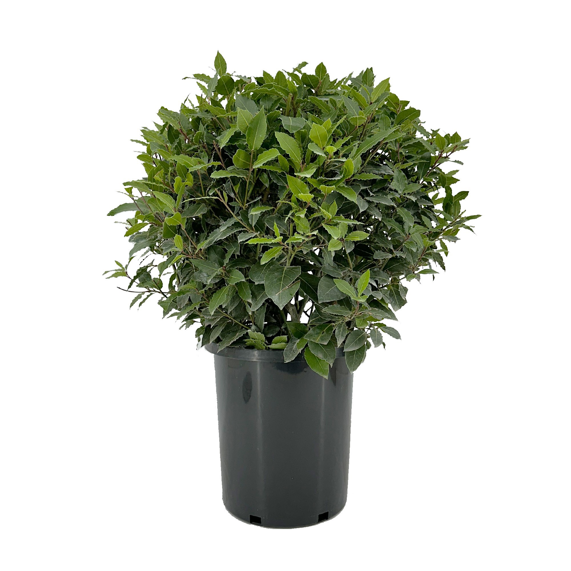 Laurus nobilis Bol zonder stam, D 30